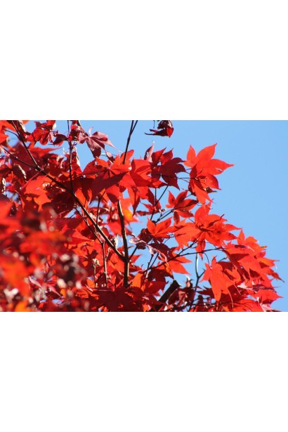 Ліквідамбар смолоносний багряно-червоне забарвлення восени