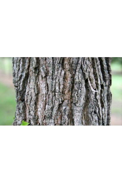 Ліквідамбар смолоносний кора