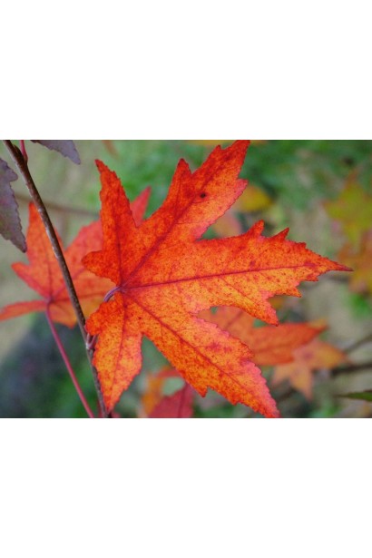 Бальзамічне дерево