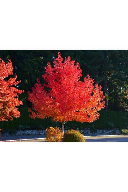 Амброве дерево з багряно-червоним листям