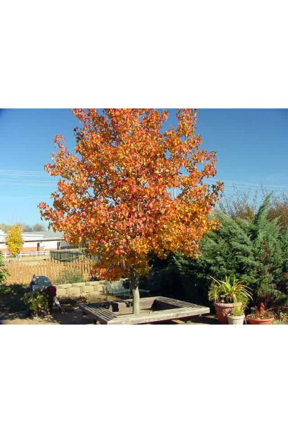 Ліквідамбар стіраксовий