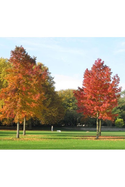 Ліквідамбар смолоносний