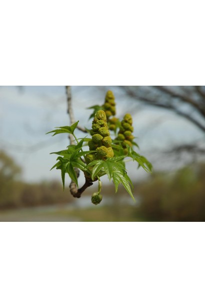 Ліквідамбар цвітіння