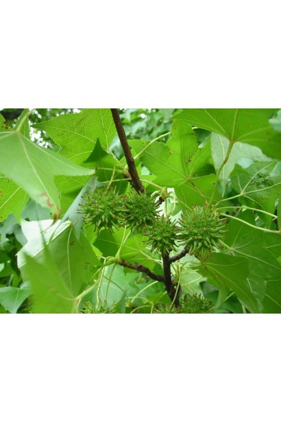 Liquidambar styraciflua 