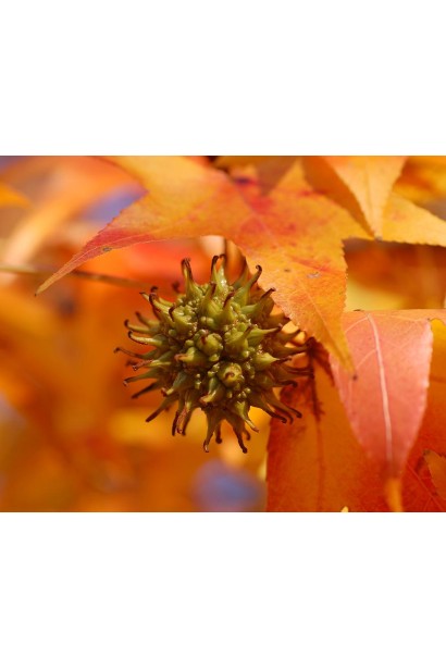 Ліквідамбар смолоносний плід