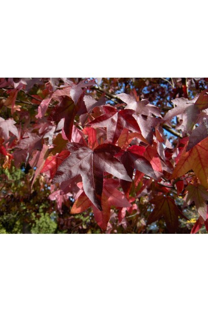 Багряне листя амбрового дерева в