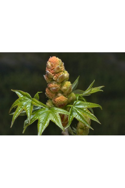 Стіраксове дерево зелені квіти з червоним відтінком