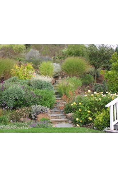 Молінія блакитна Варієгата використання