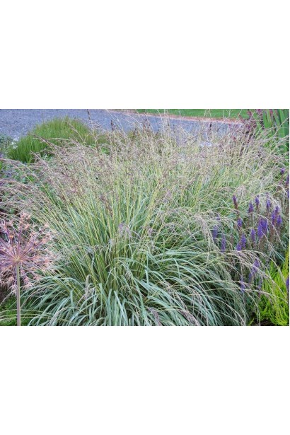Молінія блакитна Варієгата багаторічники