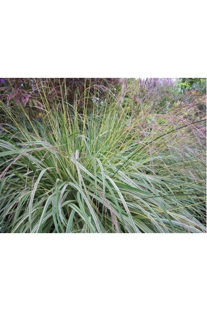 Molinia caerulea Variegata