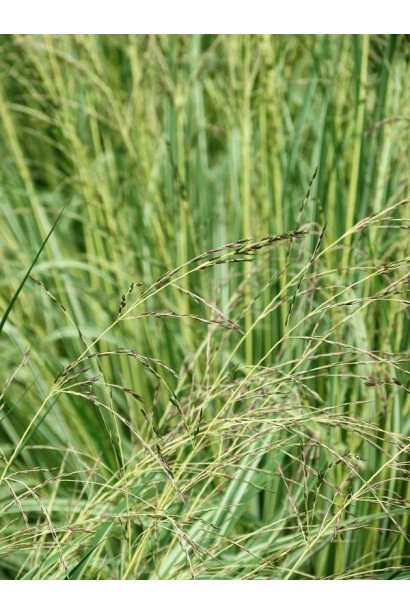 Молінія блакитна Варієгата листя