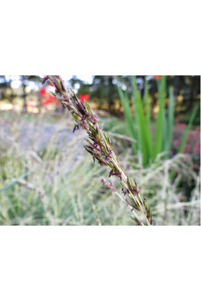 Молінія блакитна Варієгата темно-фіолетові квіти