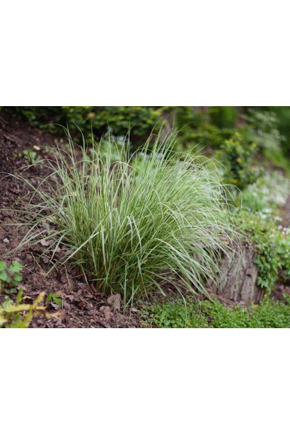 Molinia caerulea Variegata