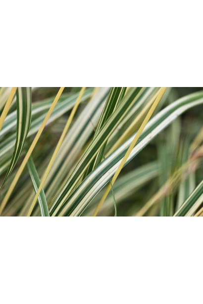 Молінія блакитна та її варієгатність