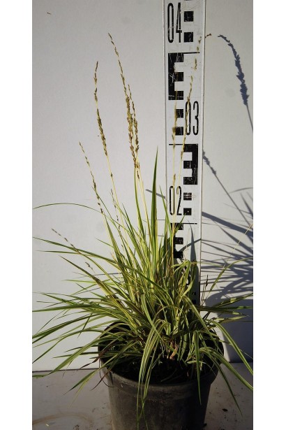 Молінія блакитна Варієгата - 3л/вис.15-25см/Ø15-25см