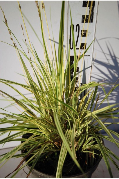 Молінія блакитна Варієгата - 3л/вис.15-25см/Ø15-25см