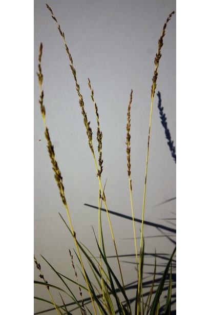 Molinia caerulea Variegata