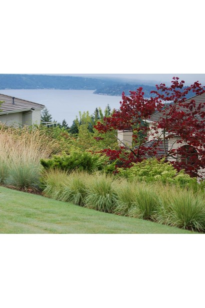 Молінія блакитна Варієгата в ландшафті