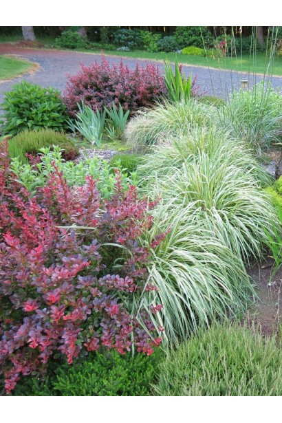 Молінія блакитна Варієгата в композиції з барбарисом