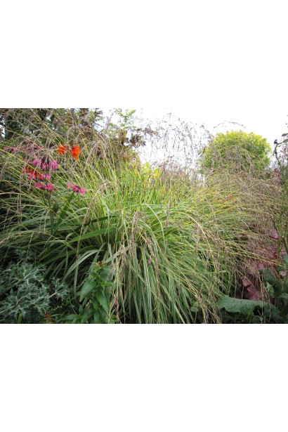 Молінія блакитна Варієгата