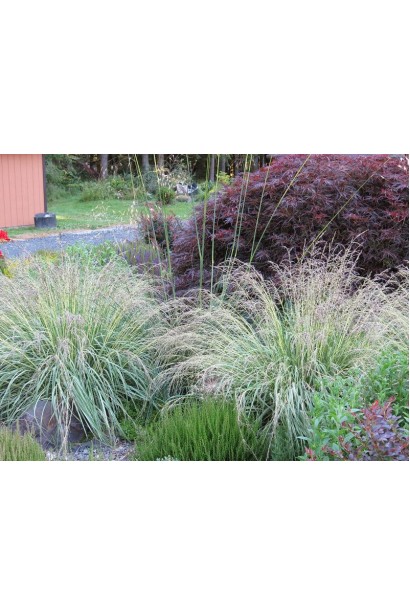 Molinia caerulea Variegata