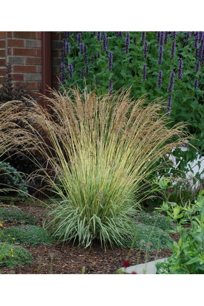 Молінія блакитна Варієгата використання в ландшафті як солітер