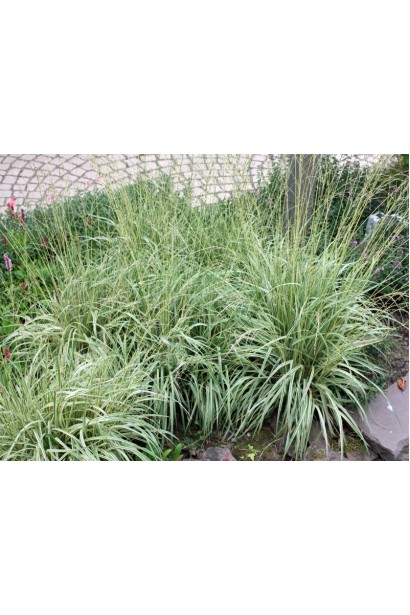 Молінія блакитна Варієгата