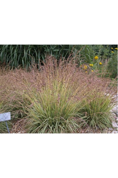 Молінія блакитна Варієгата