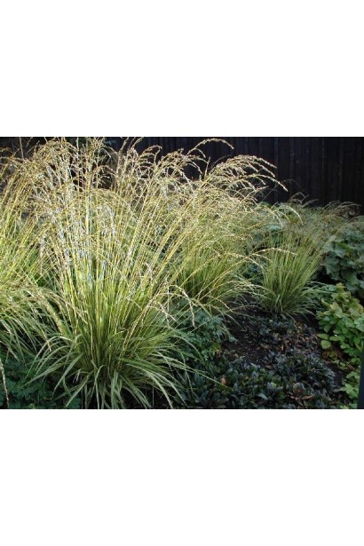 Молінія блакитна Варієгата