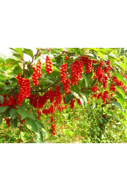 Лимонник китайский / Шизандра | Лимонник китайський / Шизандра | Schisandra chinensis