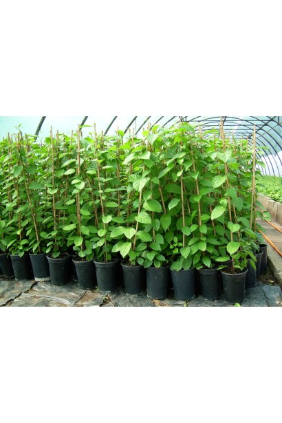 Лимонник китайский / Шизандра | Лимонник китайський / Шизандра | Schisandra chinensis