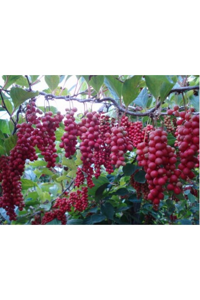 Schisandra chinensis