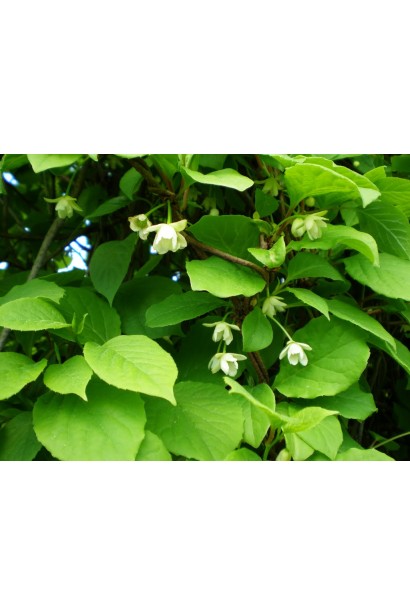 Лимонник китайский / Шизандра | Лимонник китайський / Шизандра | Schisandra chinensis