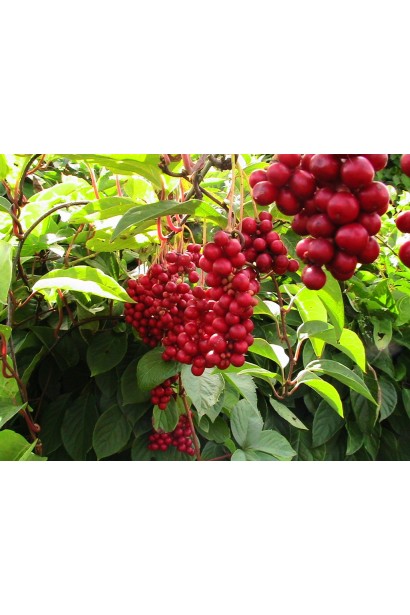 Лимонник китайский / Шизандра | Лимонник китайський / Шизандра | Schisandra chinensis