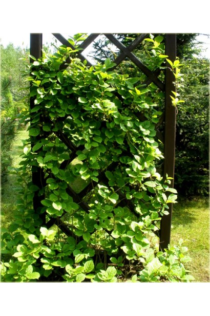 Лимонник китайский / Шизандра | Лимонник китайський / Шизандра | Schisandra chinensis