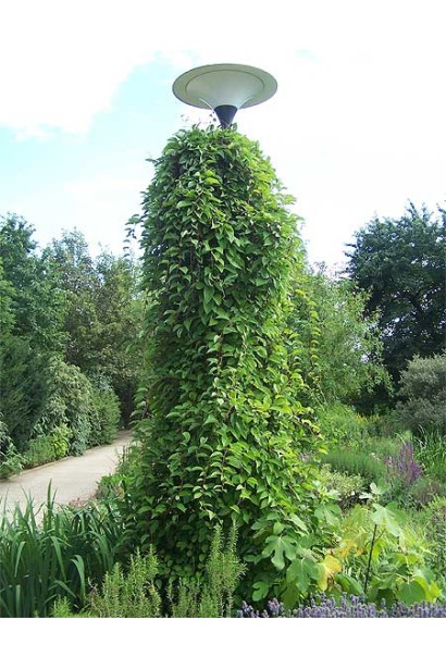 Лимонник китайский / Шизандра | Лимонник китайський / Шизандра | Schisandra chinensis