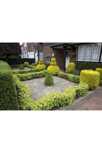 Колонообразный тис Ауреа для солнечных акцентов в саду.