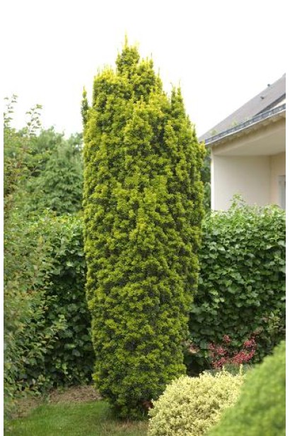 Саженец тис Фастигиата Ауреа для живых акцентов.