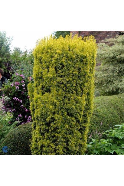 Taxus baccata Fastigiata Aurea