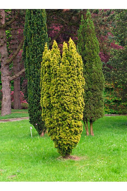 Декоративный тис Фастигиата Ауреа в ландшафте.