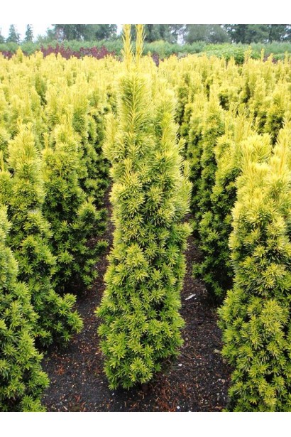 Тис Фастигиата Ауреа с контрастной золотисто-зеленой хвоей.