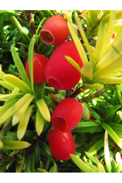 Тис Фастигиата Ауреа – ягоды