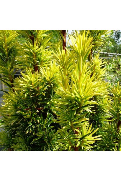 Тис Фастигиата Ауре с золотистой хвоей.