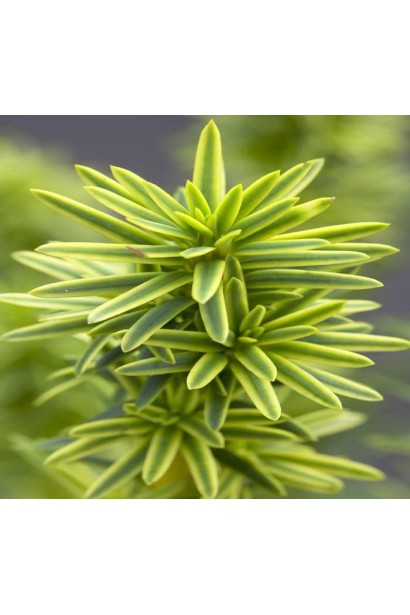 Тис Фастигиата Ауреа – хвоя