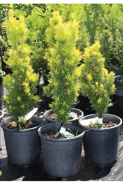 Тис ягодный Фастигиата Ауреа | Taxus baccata Fastigiata Aurea | Тис ягідний Фагістіата Ауреа