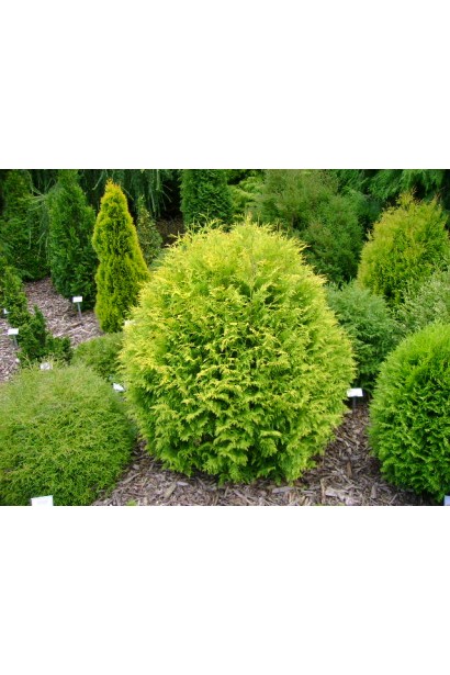 Туя Глобоза Ауреа – яскравий акцент вашого саду.