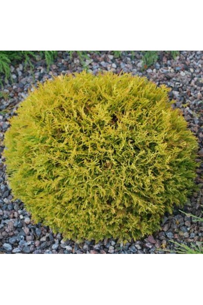 Туя Глобоза Ауреа – яскравий елемент ландшафтного дизайну.