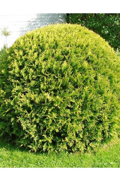 Куляста туя Глобоза Ауреа з золотистою хвоєю.