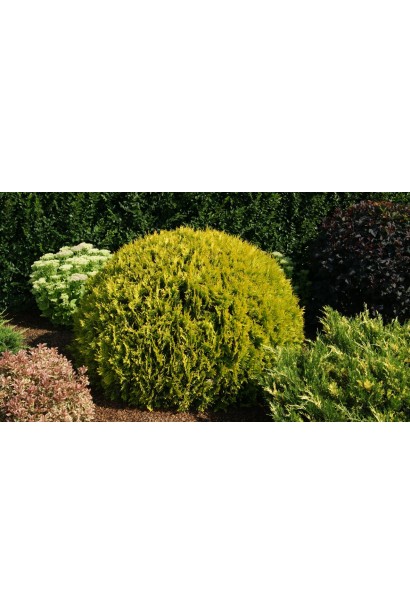 Сонячна туя Глобоза Ауреа для декоративних композицій.