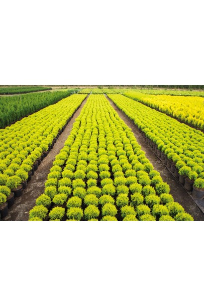 Туя західна Глобоза Ауреа саджанці в садовому центрі